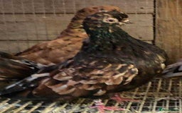 Pigeons birds for sale: Almond tumblers for sale  - Image 1