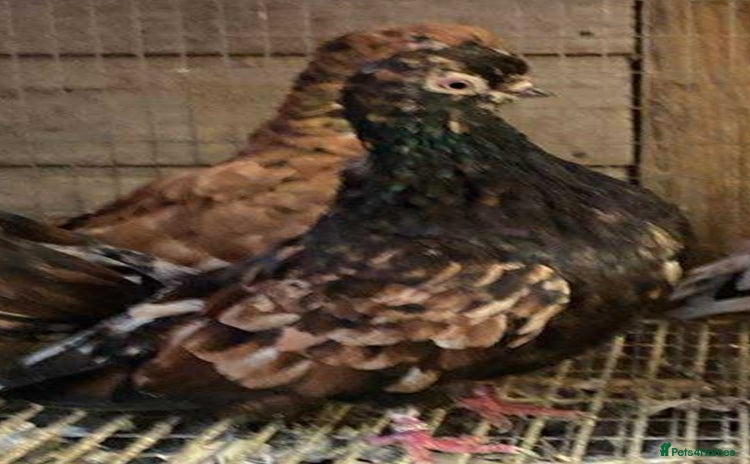 Pigeons birds - Advert 1