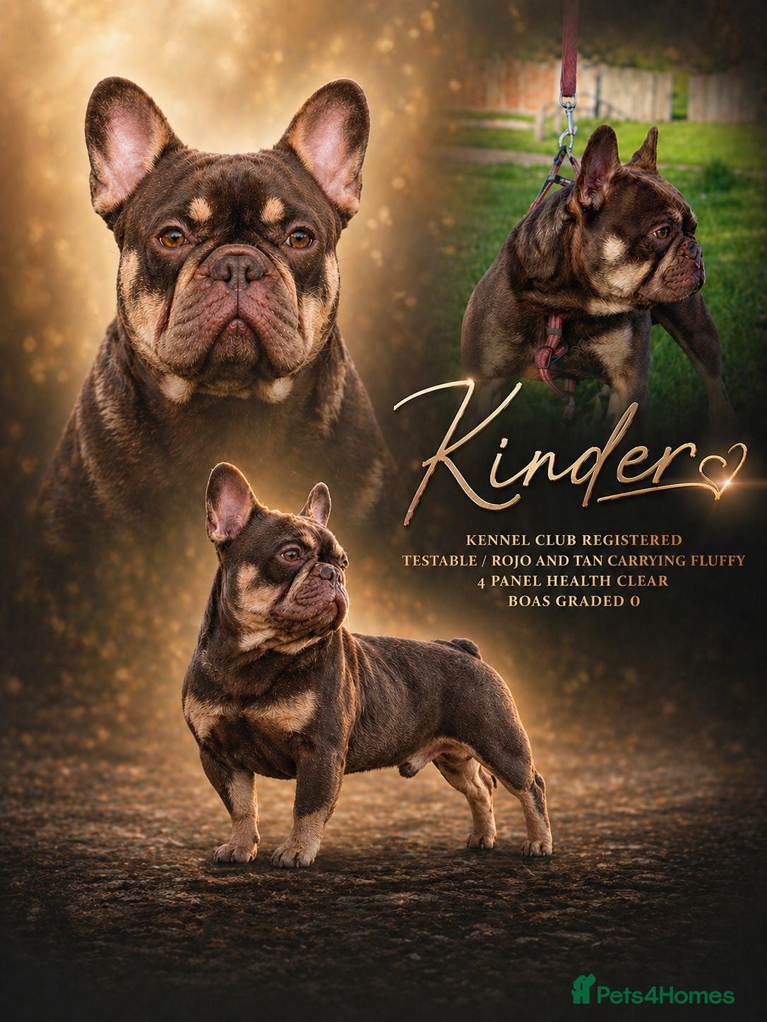 French Bulldog dogs KINDER ( ROJO & TAN ) for stud - Advert 1