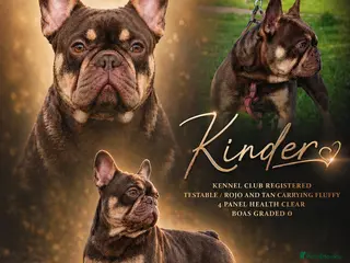 French Bulldog dogs KINDER ( ROJO & TAN ) for stud - Advert 1