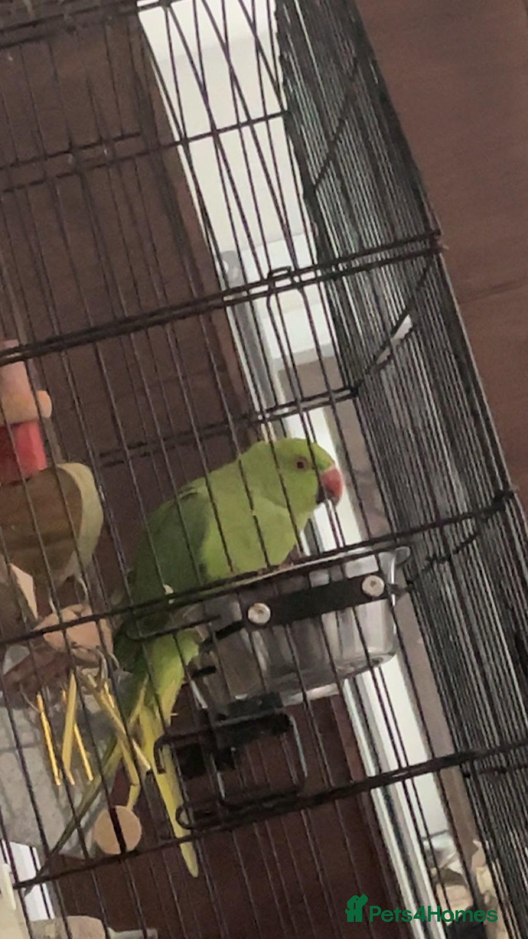 Ringnecks birds for sale: Green Indian ring neck  - Advert 1