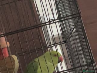 Ringnecks birds Green Indian ring neck - Advert 6