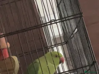 Ringnecks birds Green Indian ring neck - Advert 8