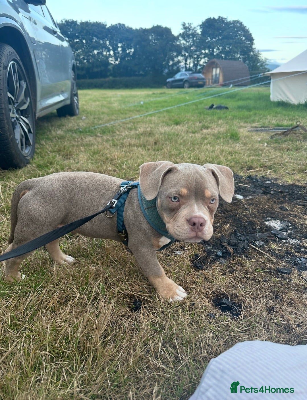 American Bully dogs for stud: American Pocket bully tri lilac  - Advert 6