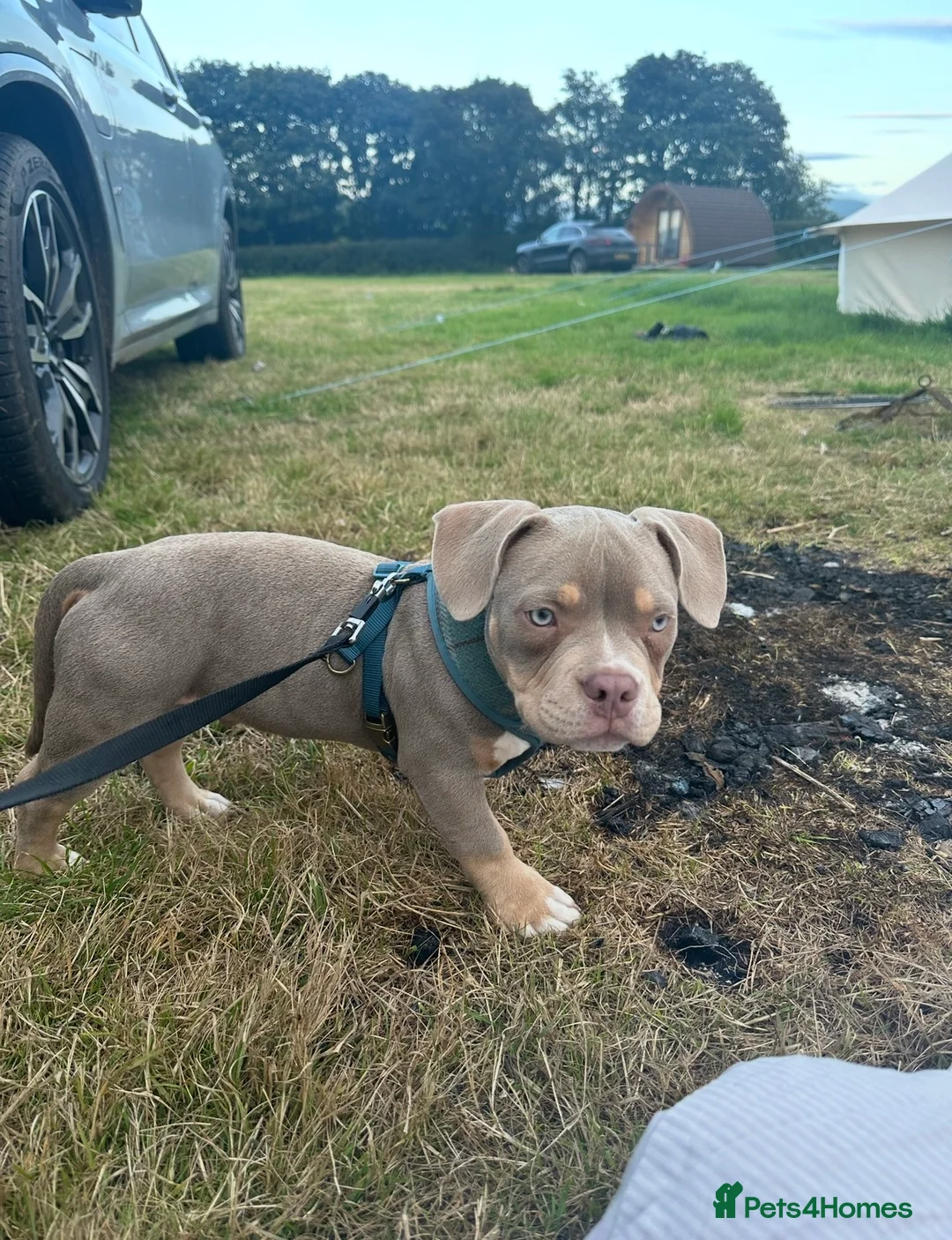 American Bully dogs for stud: American Pocket bully tri lilac  - Advert 6