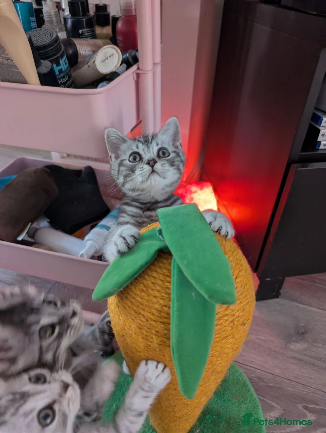British Shorthair cats for sale: Full British shorthairs  - Advert 1