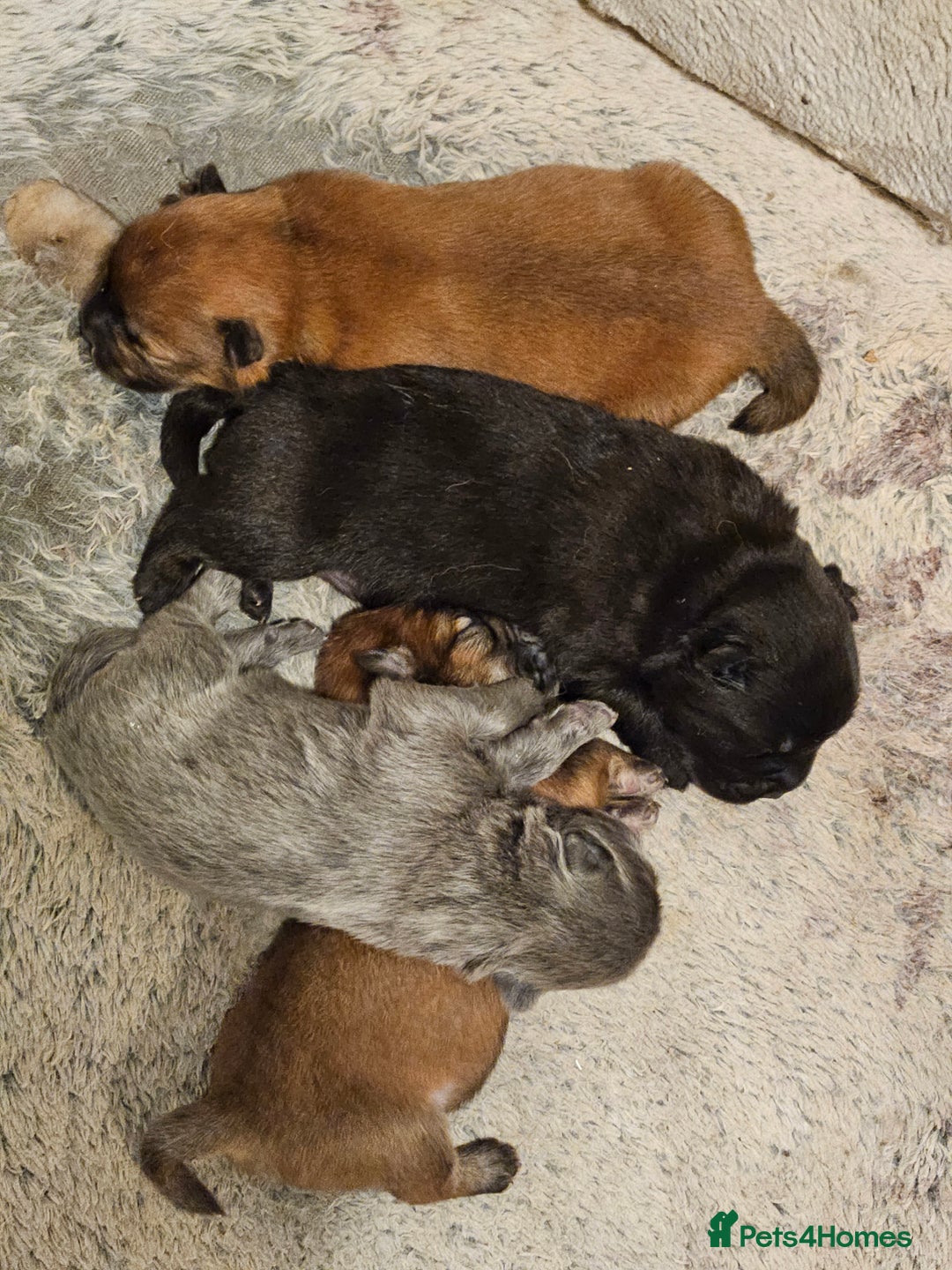 Chow Chow dogs for sale: Chow chow puppies - Advert 10