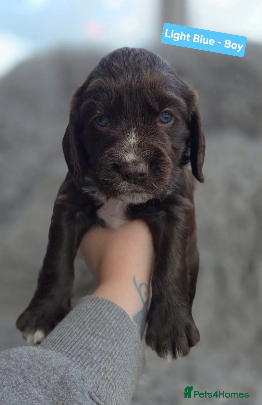 Cocker Spaniel dogs for sale: Exquisite Brown/White Working Cocker Spaniel Pups - Image 6