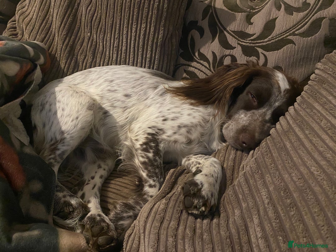 Cocker Spaniel dogs for stud: Crazy Cocker spaniel for studding. in Kettering - Image 10