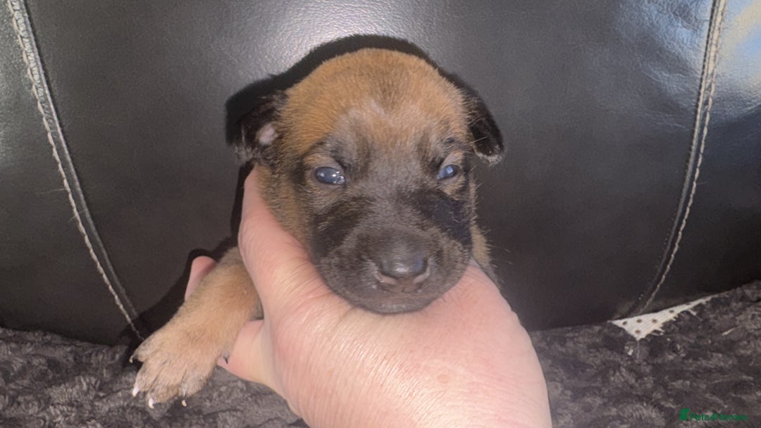 Mixed Breed dogs for sale: Belgian mali cross bullgreyhound PUPPIES  - Advert 33