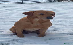Labrador Retriever dogs for sale: KC health tested Labrador puppies  - Image 6