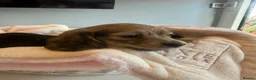 Miniature Dachshund dogs for sale: 🐾Beautiful Long-Hair Miniature Dachshund Puppy🐾 - Advert 2