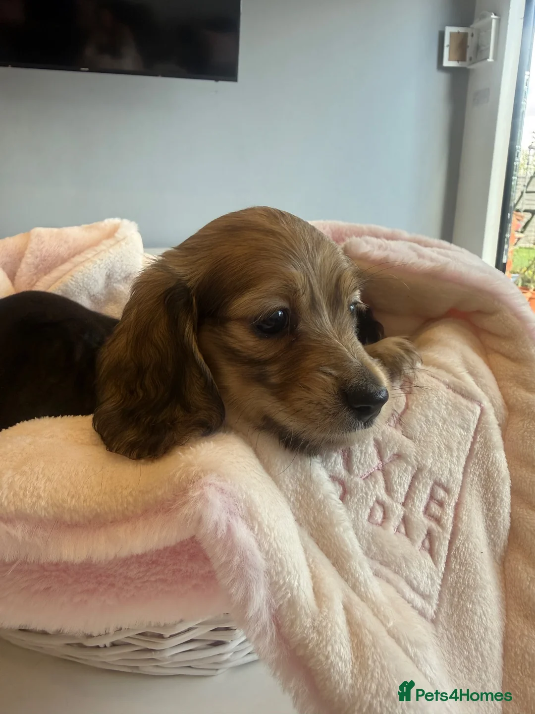 Miniature Dachshund dogs for sale: 🐾Beautiful Long-Hair Miniature Dachshund Puppy🐾 - Advert 2