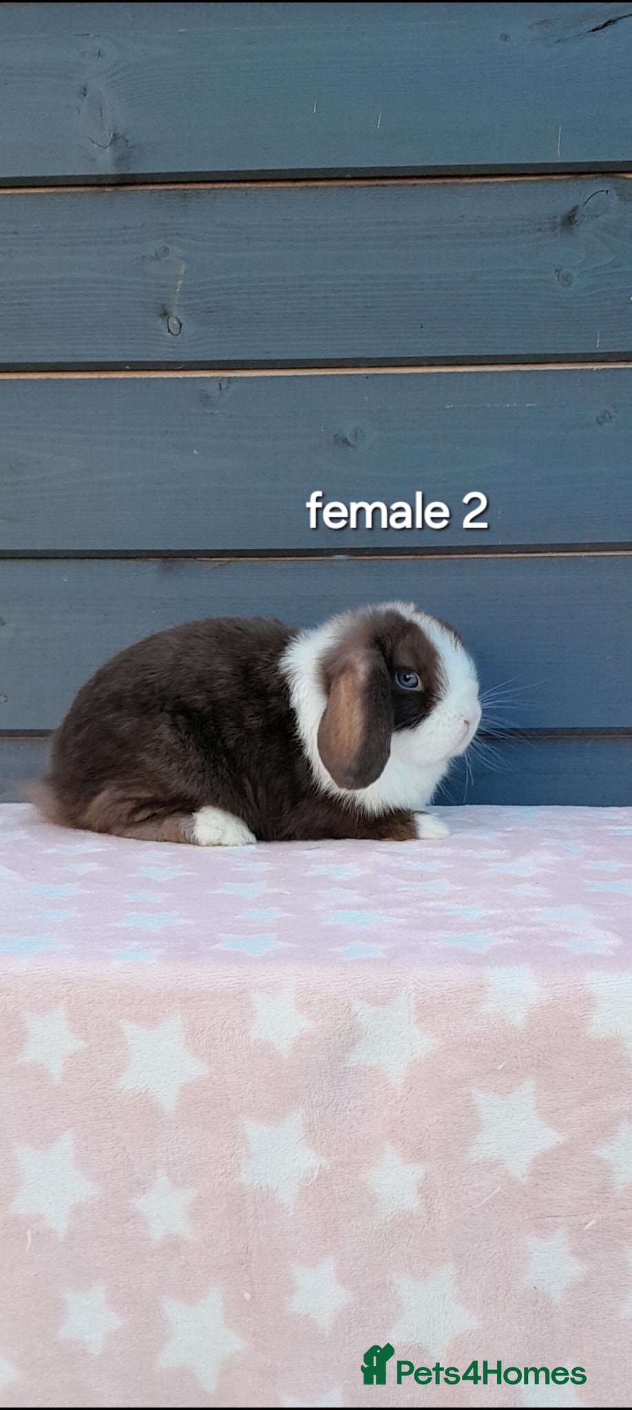 Mini Lop rabbits Stunning purebred mini lops  - Advert 2