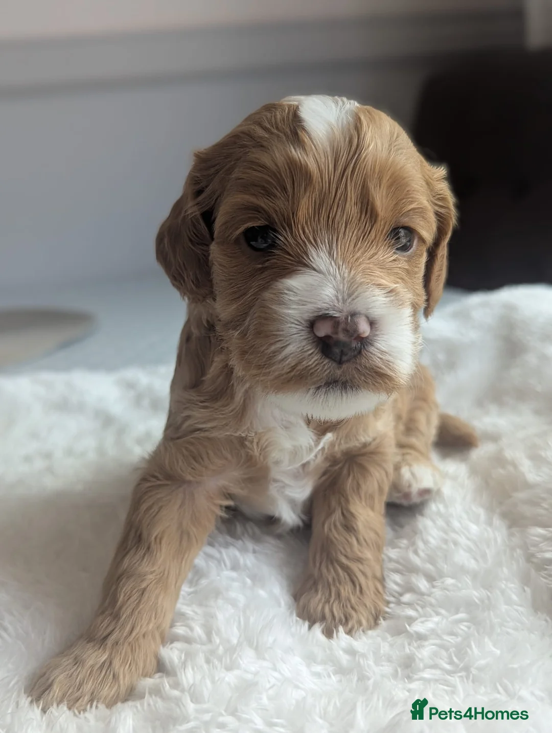 Cockapoo dogs for stud: STUD - F1 Red and white Cockapoo - Health Clear in York - Advert 32