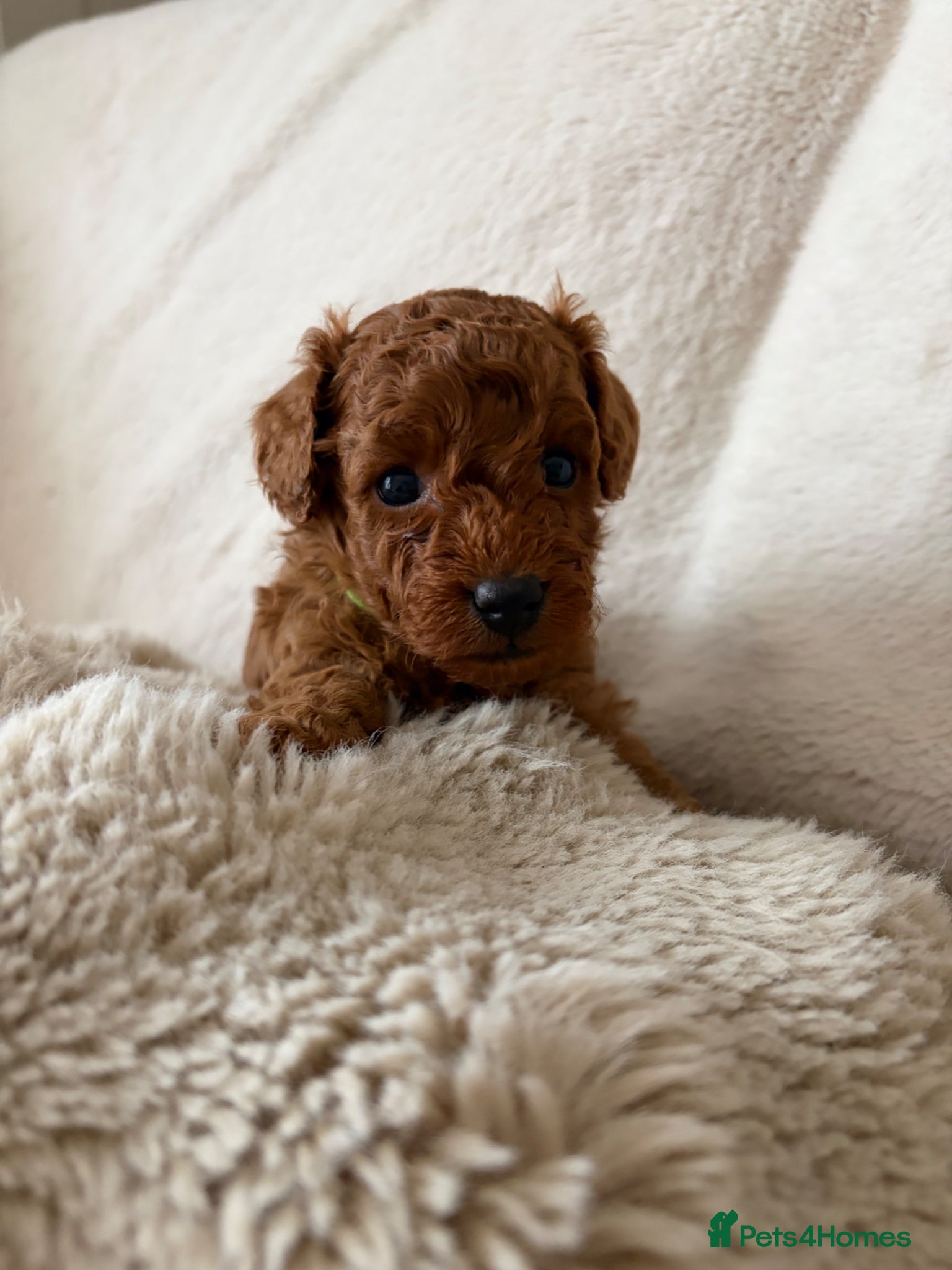 Cavapoo dogs Cavapoo puppies (Extensively health tested) F1b  - Advert 3