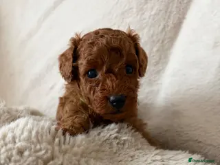 Cavapoo dogs Cavapoo puppies (Extensively health tested) F1b - Advert 3