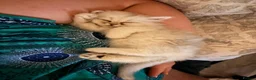 Persian cats for sale: Persian Chinchilla Kittens READY for Loving Homes - Advert 7