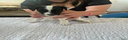 Parson Russell dogs for sale: 7 working parson terrier pups  - Advert 4