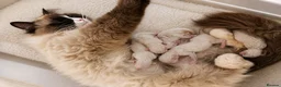 Ragdoll cats for sale: 9 beautiful ragdoll kittens  - Advert 11
