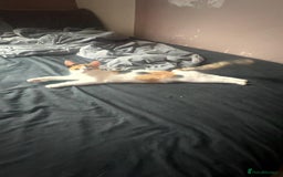 American Shorthair cats for sale: Milkshake the calico cat for sale - Image 6