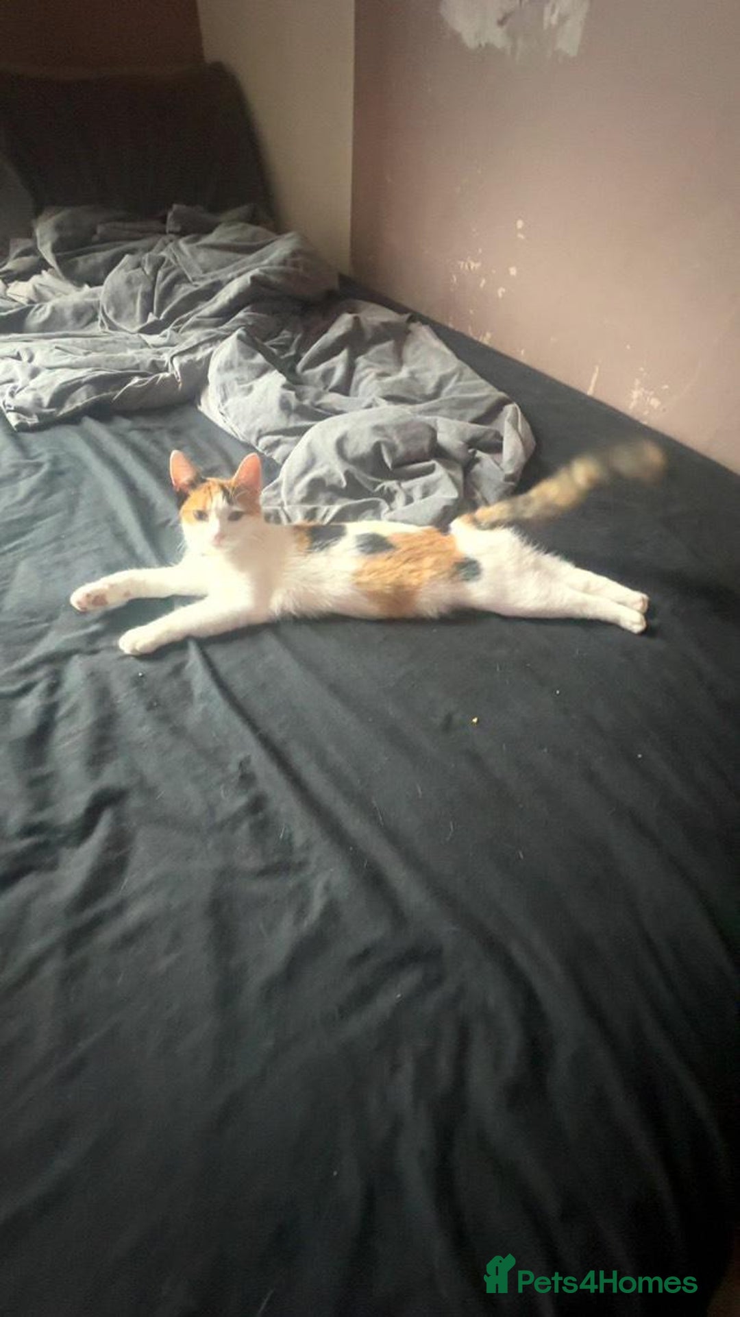 American Shorthair cats for sale: Milkshake the calico cat for sale - Image 6