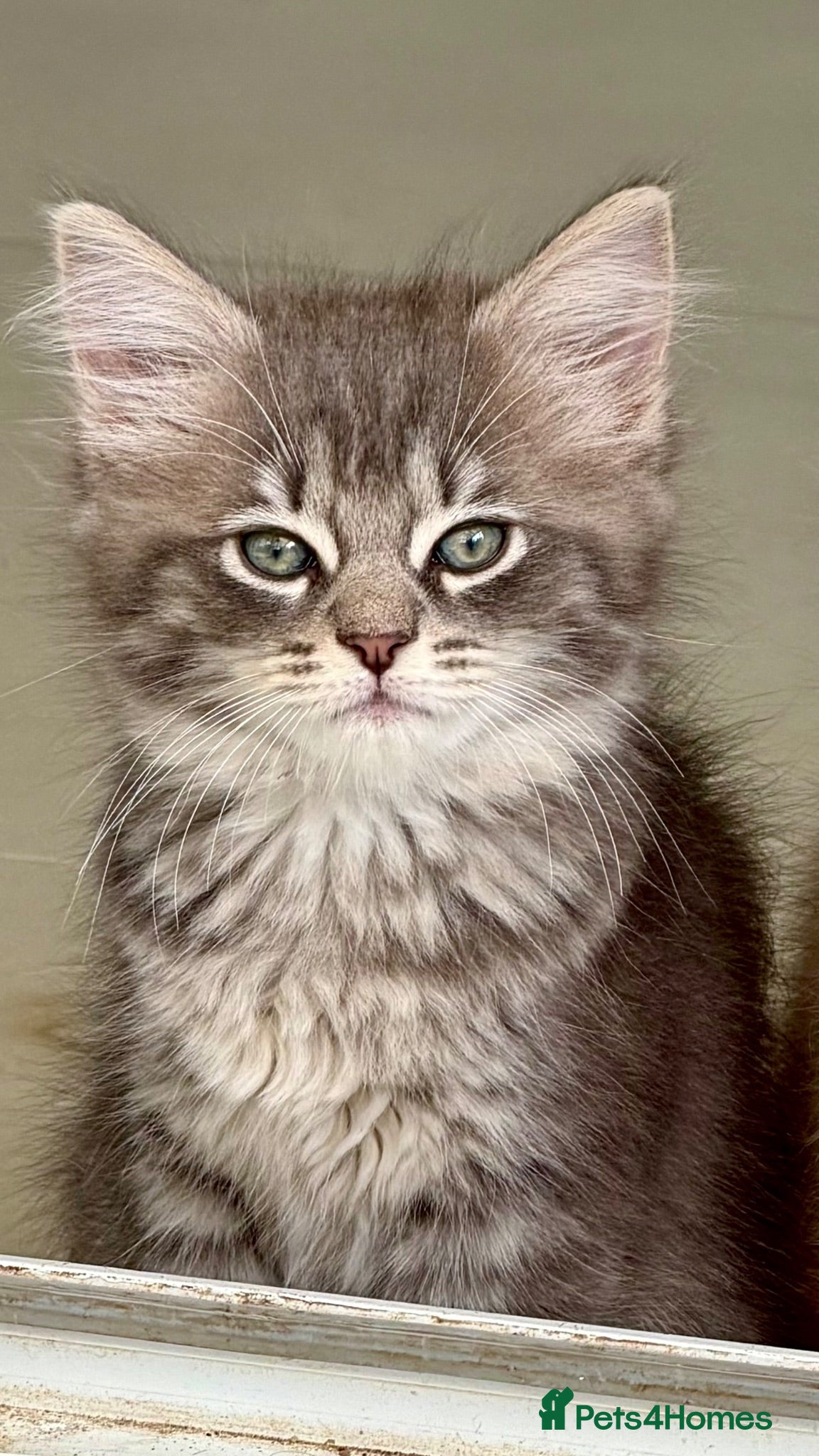 Ragcoon cats Beautiful Ragcoon kittens  - Advert 2