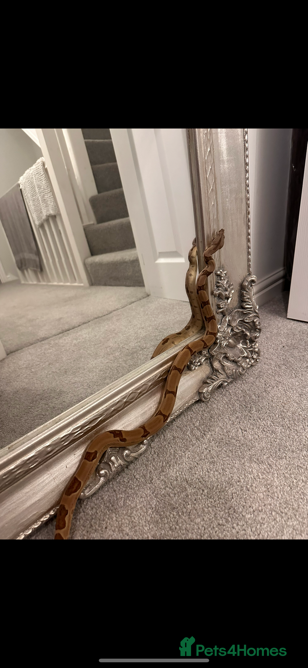 Snake reptiles for sale: Ball python & boa’s - Image 5