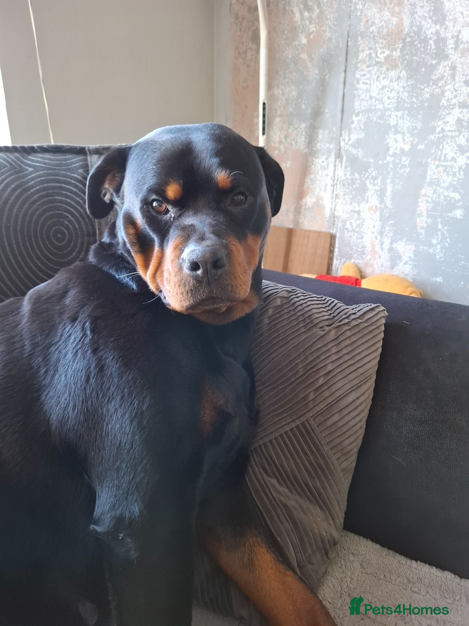 Rottweiler dogs Forever home  - Advert 1