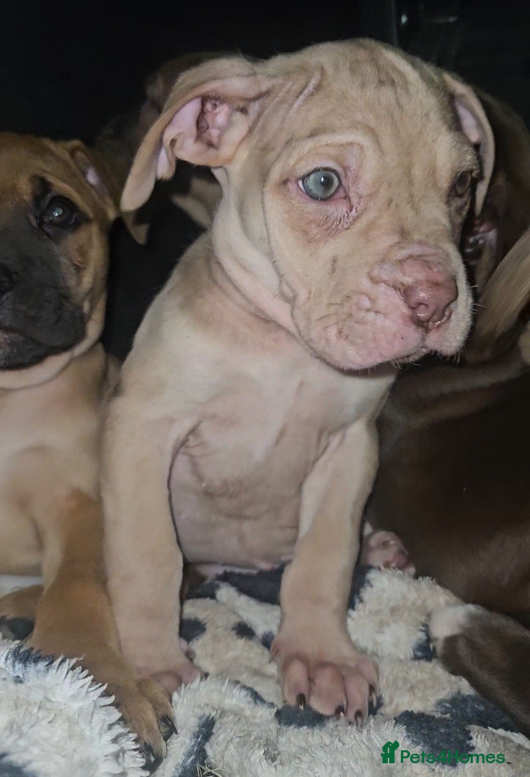 Mixed Breed dogs for sale: Presa Canario/Cane Corso Mollosser Dogs  - Advert 6