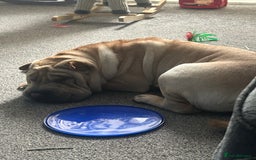 Shar Pei dogs for sale: Shar pei  - Image 3