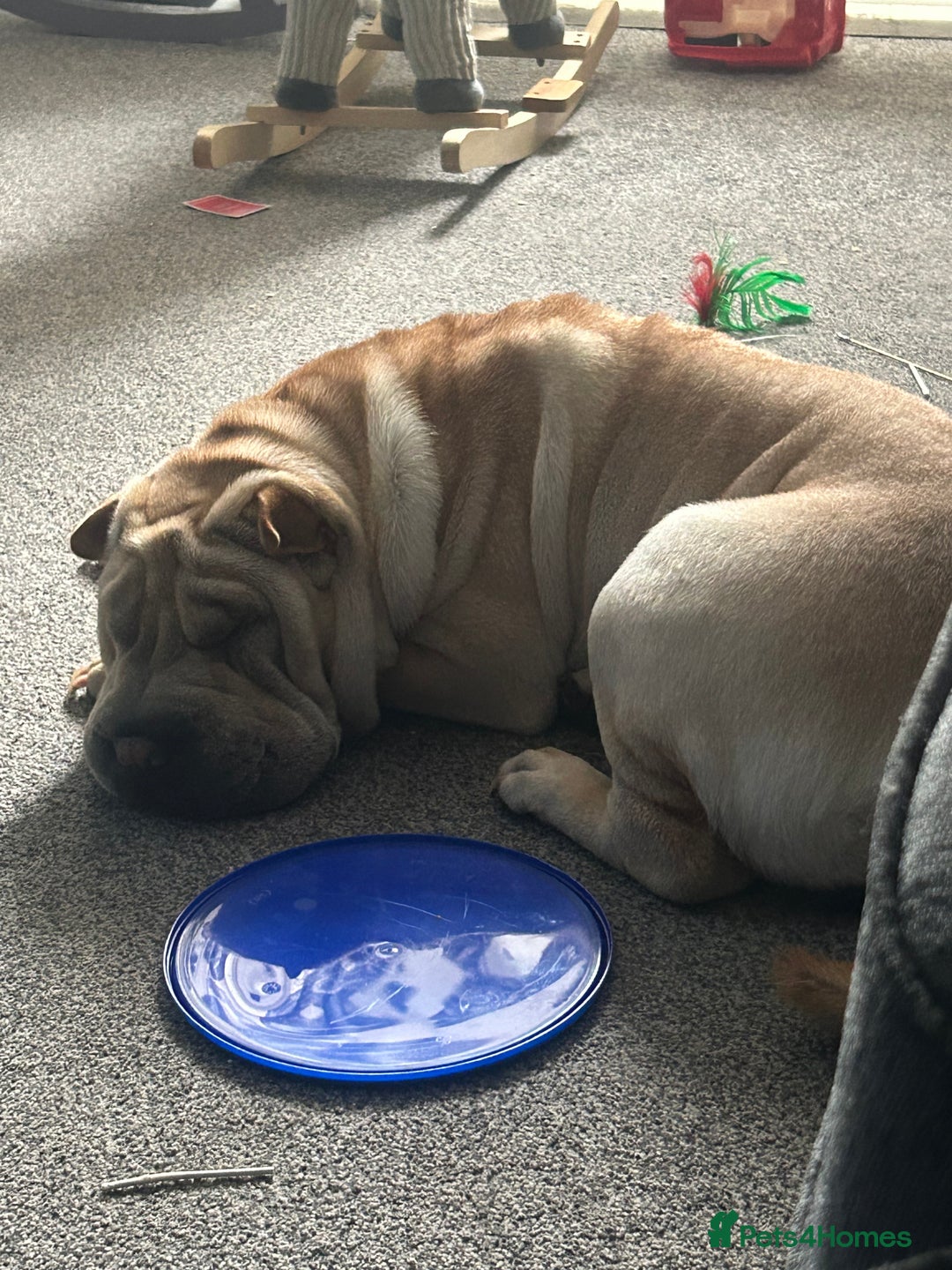 Shar Pei dogs for sale: Shar pei  - Image 3