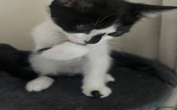 Mixed Breed cats for sale: Bengal x British long hair kittens  - Image 16