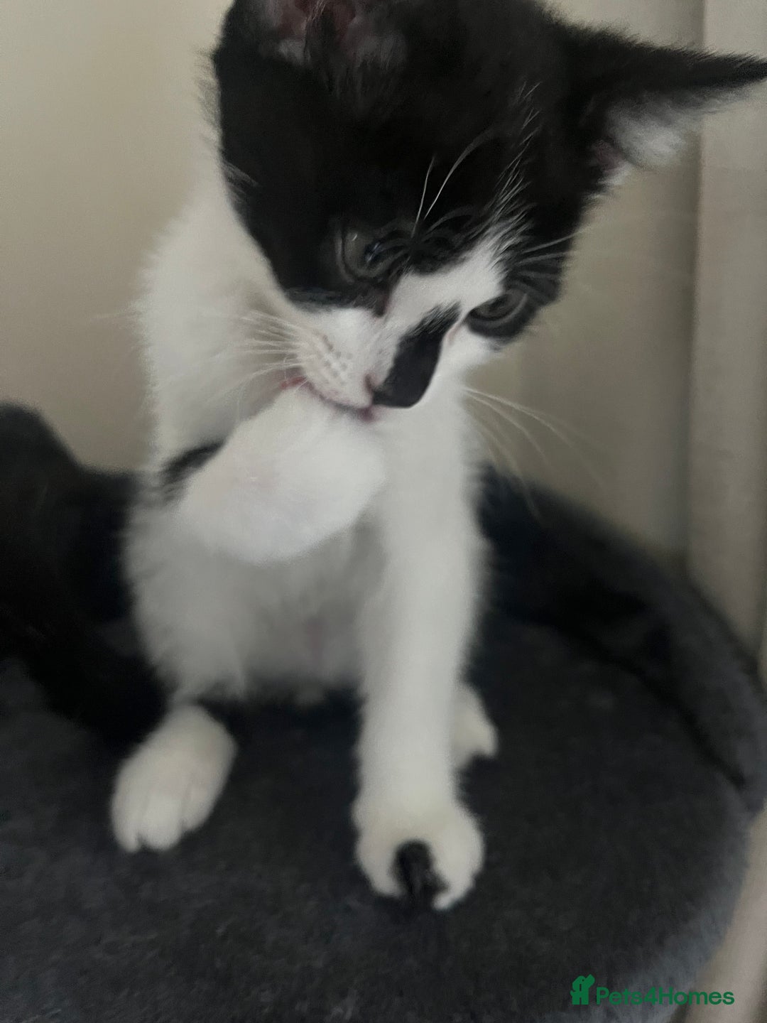 Mixed Breed cats for sale: Bengal x British long hair kittens  - Image 16