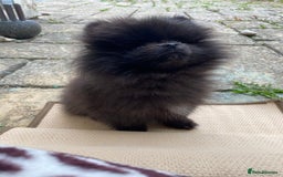 Pomeranian dogs for sale: Beautiful boy Pomeranian puppy 💙 - Image 12