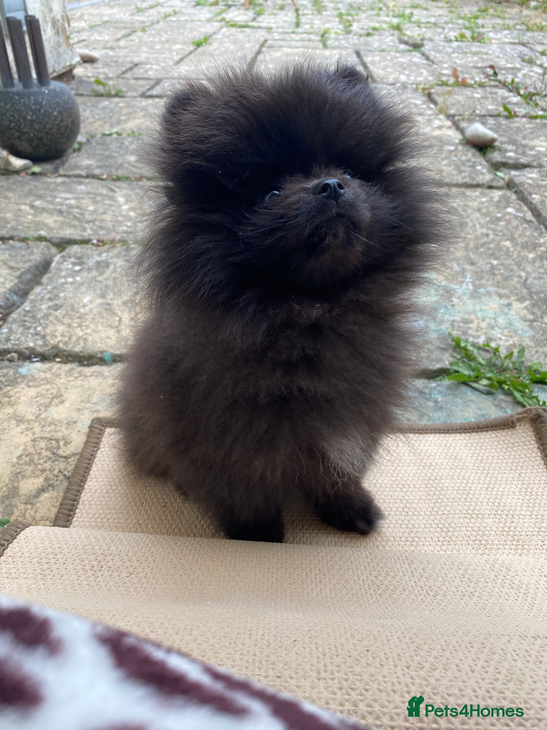Pomeranian dogs for sale: Beautiful boy Pomeranian puppy 💙 - Image 12