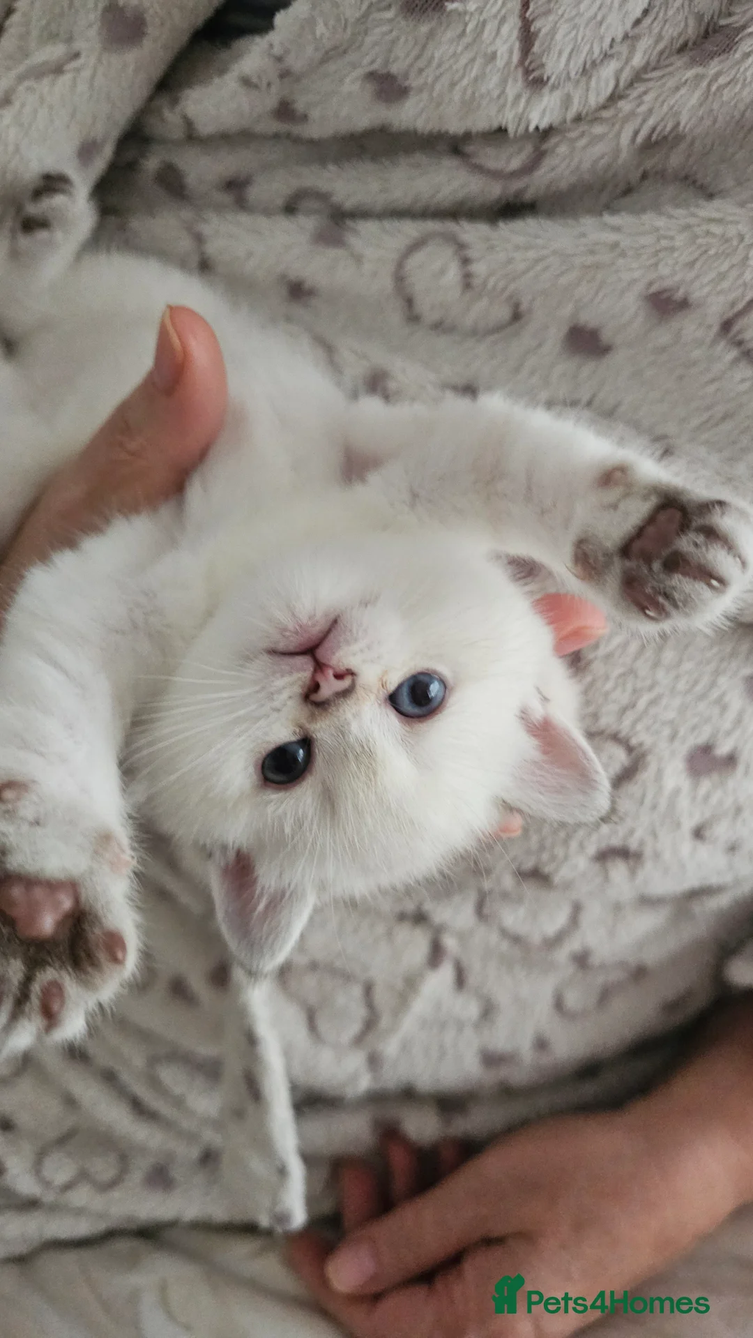 Scottish Fold cats for sale: Tica Registered pedigree kittens  - Advert 20