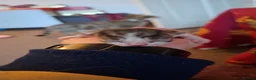 Mixed Breed cats for sale: 3 kittens   9 weeks old  - Advert 5