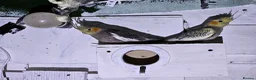 Mixed Breed birds for sale: Goldfinch  - Advert 10