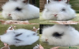 Lionhead rabbits for sale: Ready to leave Monday  - Advert 3
