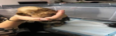 Cocker Spaniel 3