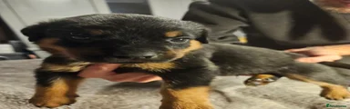 Rottweiler 2