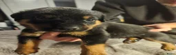 Rottweiler dogs for sale: Rottweiler puppies  in Leven - Advert 6