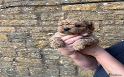 Cavachon dogs for sale: Cavapoochon puppies  - Image 2