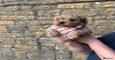 Cavachon dogs - Advert 8