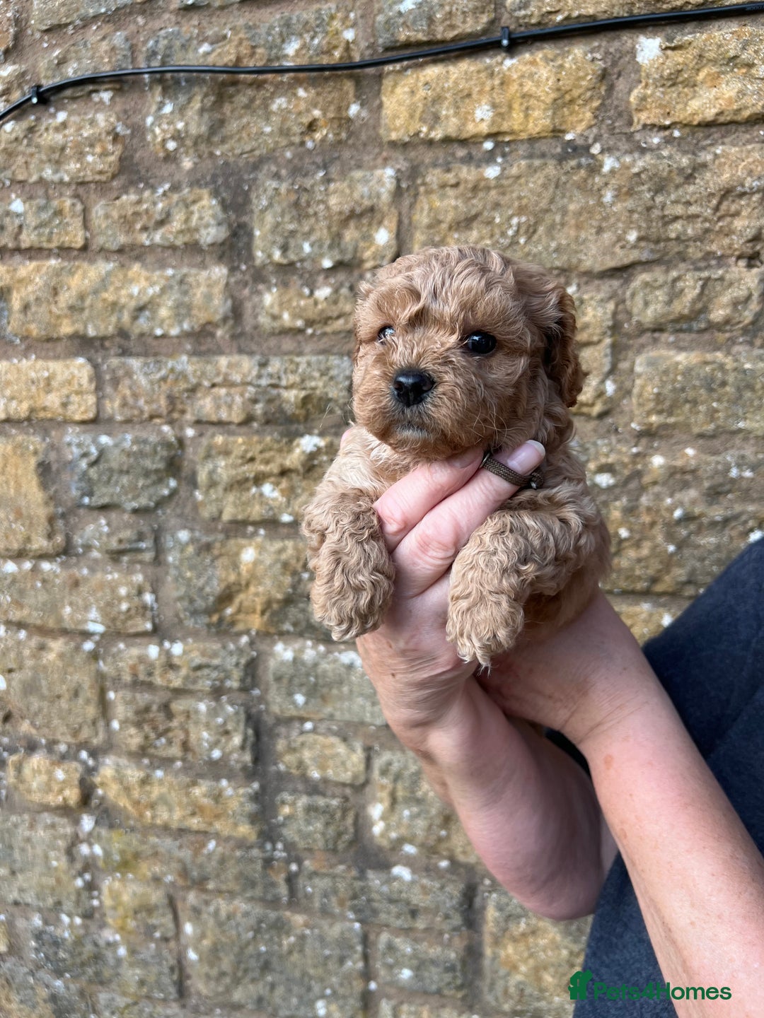 Cavachon dogs for sale: Cavapoochon puppies  - Image 2