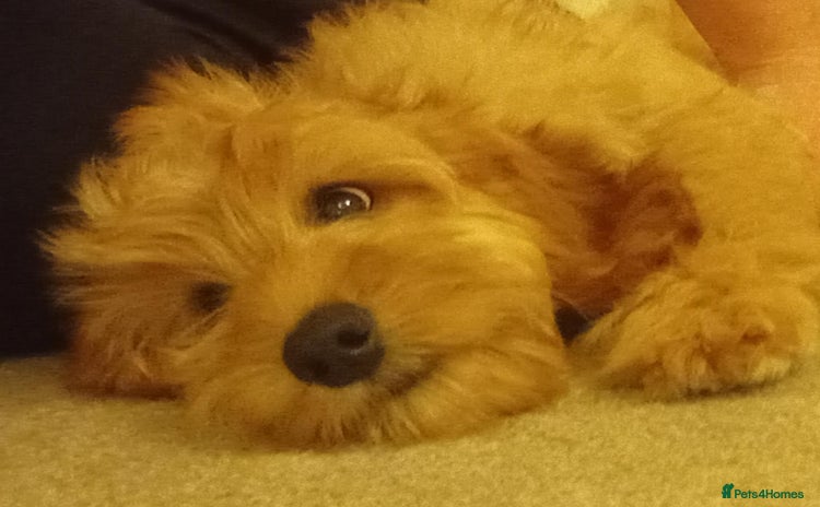 Goldendoodle dogs - Advert 4