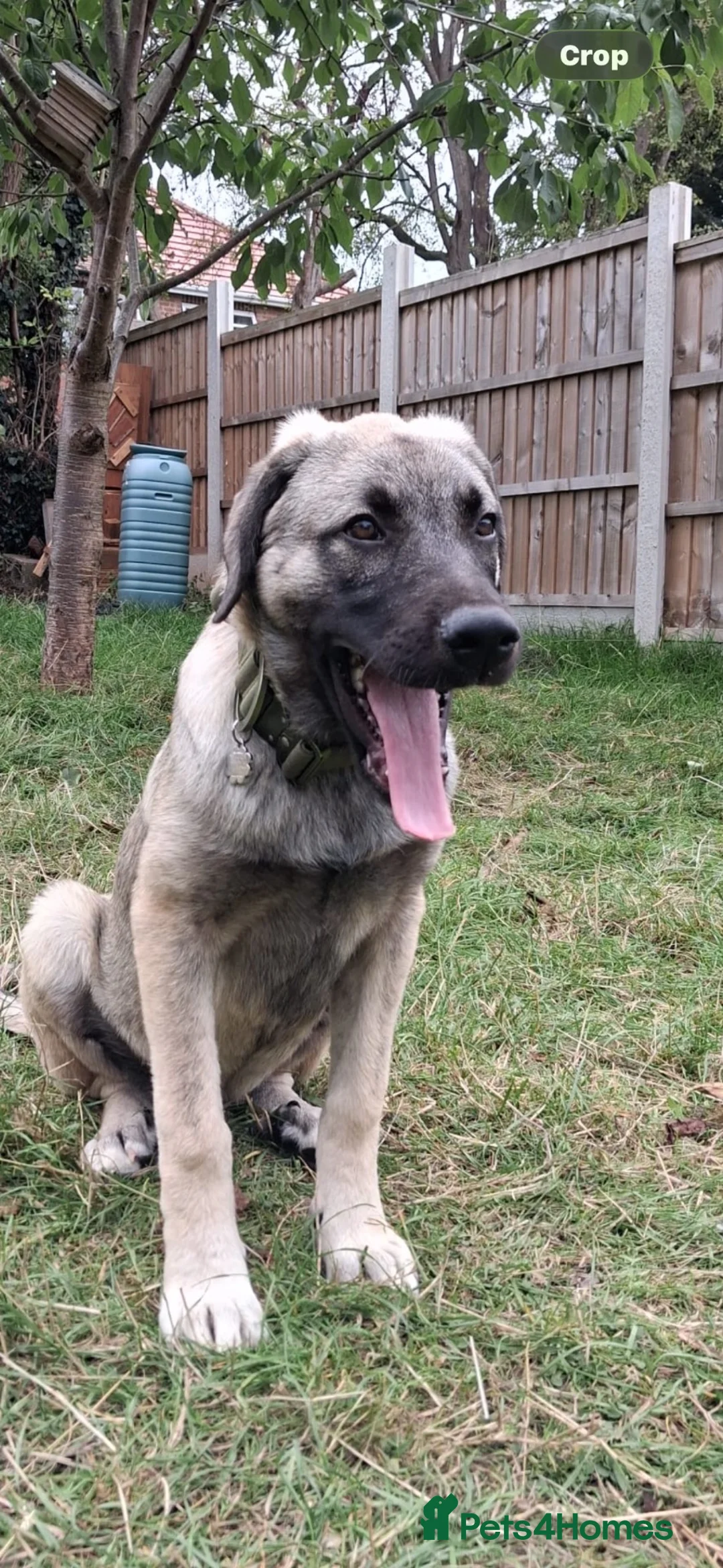 Mixed Breed dogs for adoption:  sandy  6 months Macedonian rescue pups - Advert 1