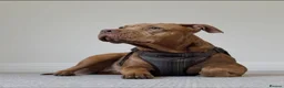 Mixed Breed dogs for sale: Cane cross x staffy x American bulldog - Advert 2