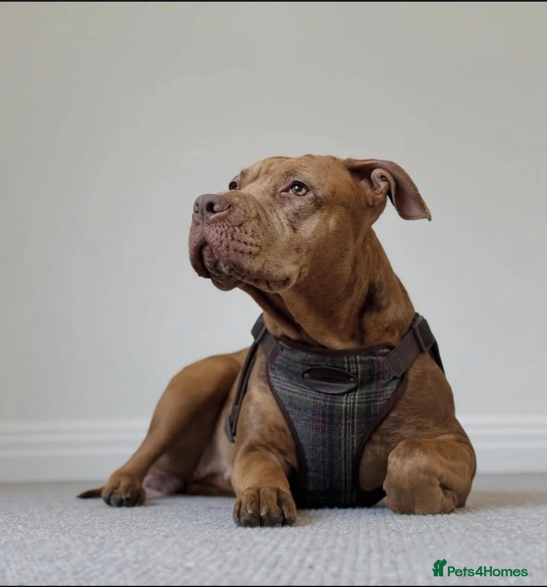 Mixed Breed dogs for sale: Cane cross x staffy x American bulldog - Advert 2
